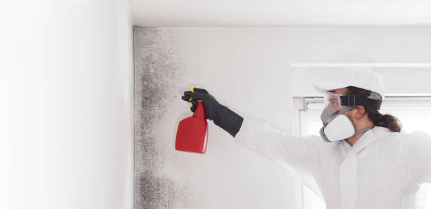 Best Fast Mold Removal  in Huntingdon, TN