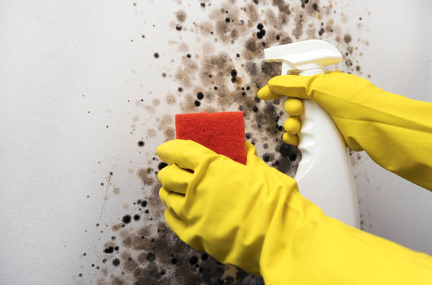 Best Commercial Mold Removal  in Huntingdon, TN