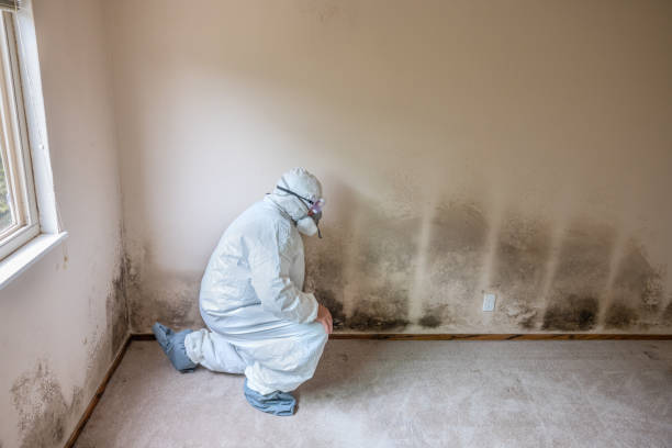 Professional Mold Removal in Huntingdon, TN