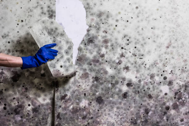 Best Mold Removal Process  in Huntingdon, TN